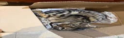 Bengal cats for sale: Full Bengal Brown Rosetted Female - Mia (Mims) - Advert 2