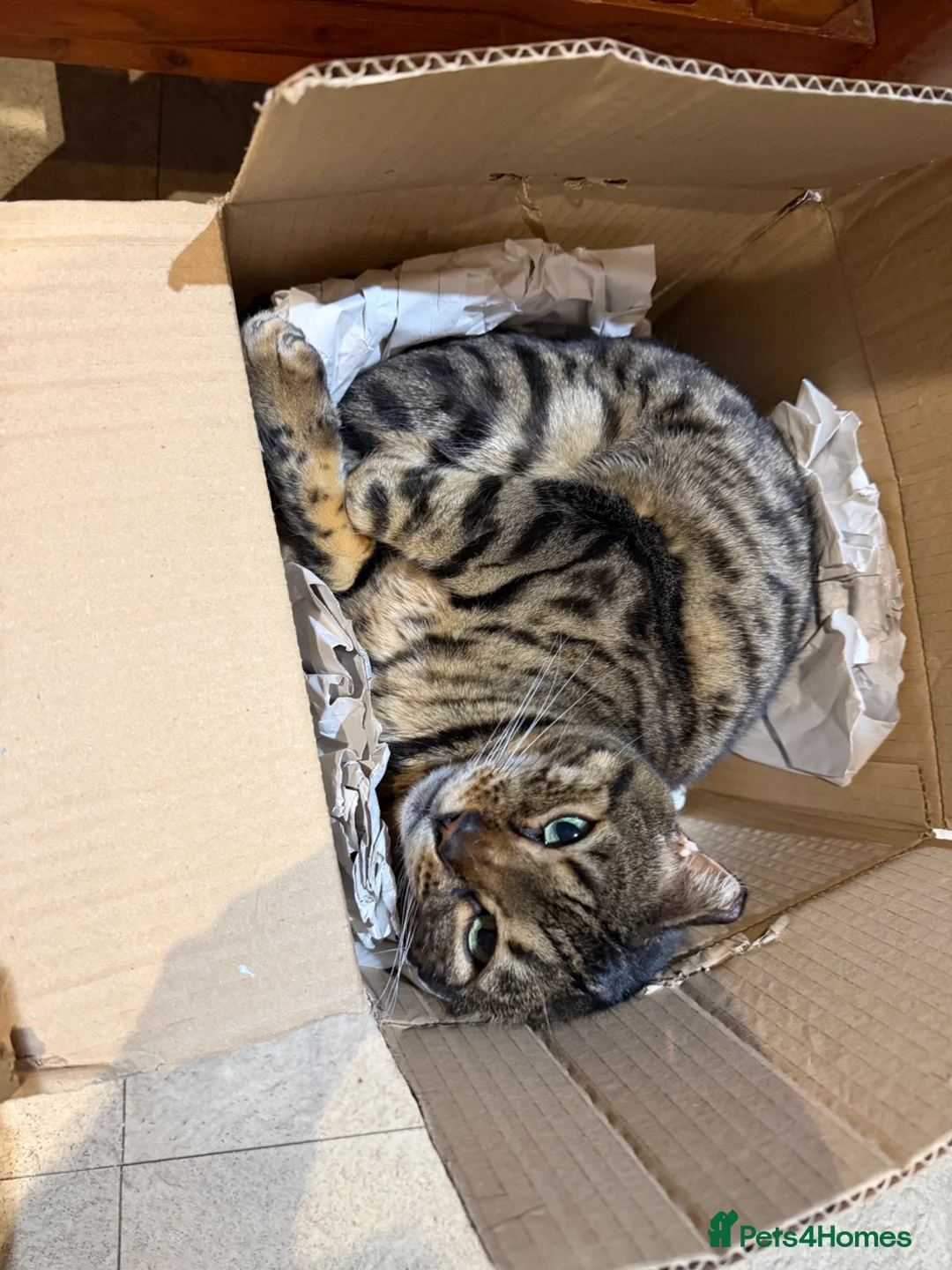 Bengal cats for sale: Full Bengal Brown Rosetted Female - Mia (Mims) - Advert 2