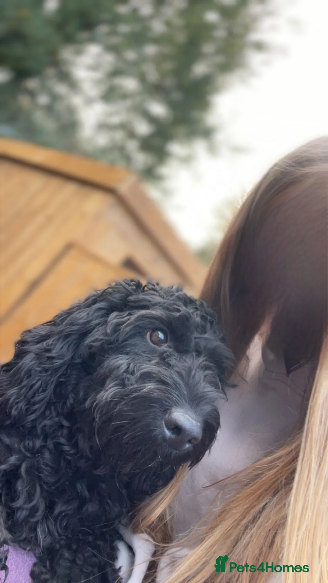 Cockapoo dogs for sale: Big friendly teddy bear - Advert 3