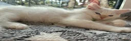 Ragdoll cats for sale: 5 Fluffy PureBred Ragdolls  - Advert 6