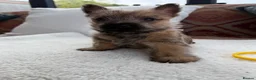 Cairn Terrier dogs for sale: Sweetest Little KC Reg Cairn Terrier Puppies.  - Advert 14