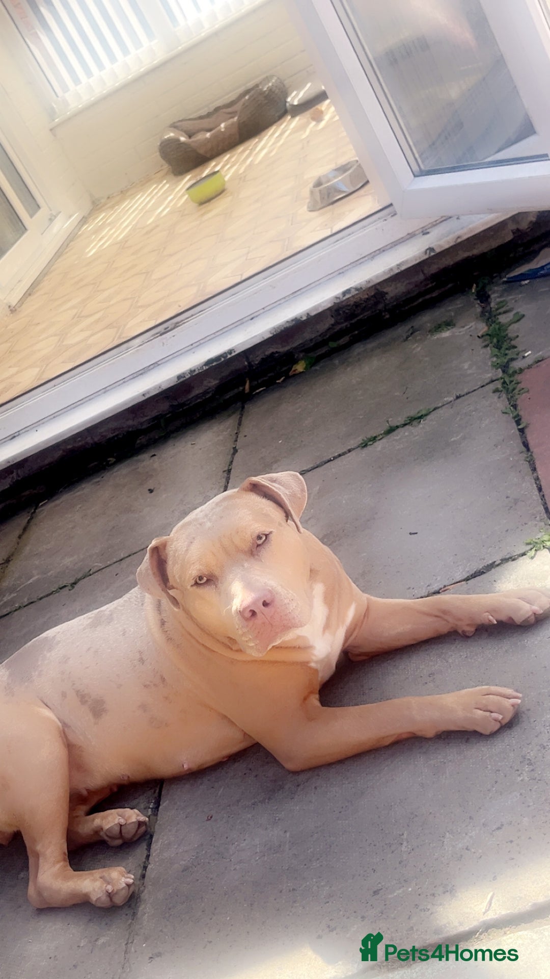Mixed Breed dogs for sale: Bullmastiff cross - Image 3