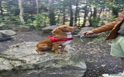 Cocker Spaniel dogs for sale: Golden cocker spaniel  - Advert 1