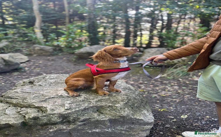 Cocker Spaniel dogs Golden cocker spaniel  - Advert 1