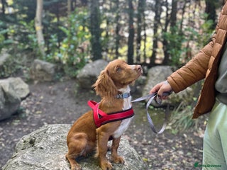 Cocker Spaniel dogs Golden cocker spaniel - Advert 1