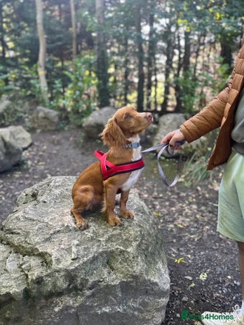 Cocker Spaniel dogs Golden cocker spaniel - Advert 1