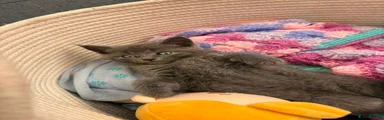 Grey Kitten