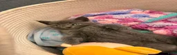 Mixed Breed cats for sale: Two Fluffy Boys Looking for Their Forever Homes - Advert 3