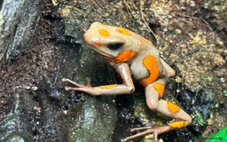 Frog reptiles for sale: Poison arrow frogs - fantastic frogs uk  - Image 16