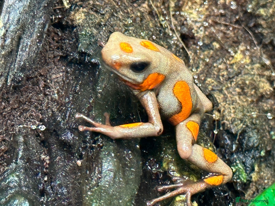 Frog reptiles for sale: Poison arrow frogs - fantastic frogs uk  - Image 16