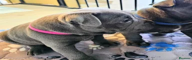 💗Dark Pink Collar Staffordshire Bull Terrier