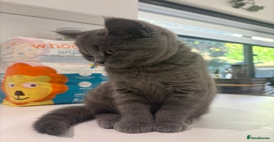 British Shorthair cats - Advert 1