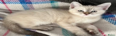 Coconut 