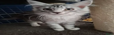Maine Coon 3