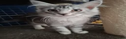 Maine Coon cats for sale: Mainecoon kittens male in Scunthorpe - Advert 2
