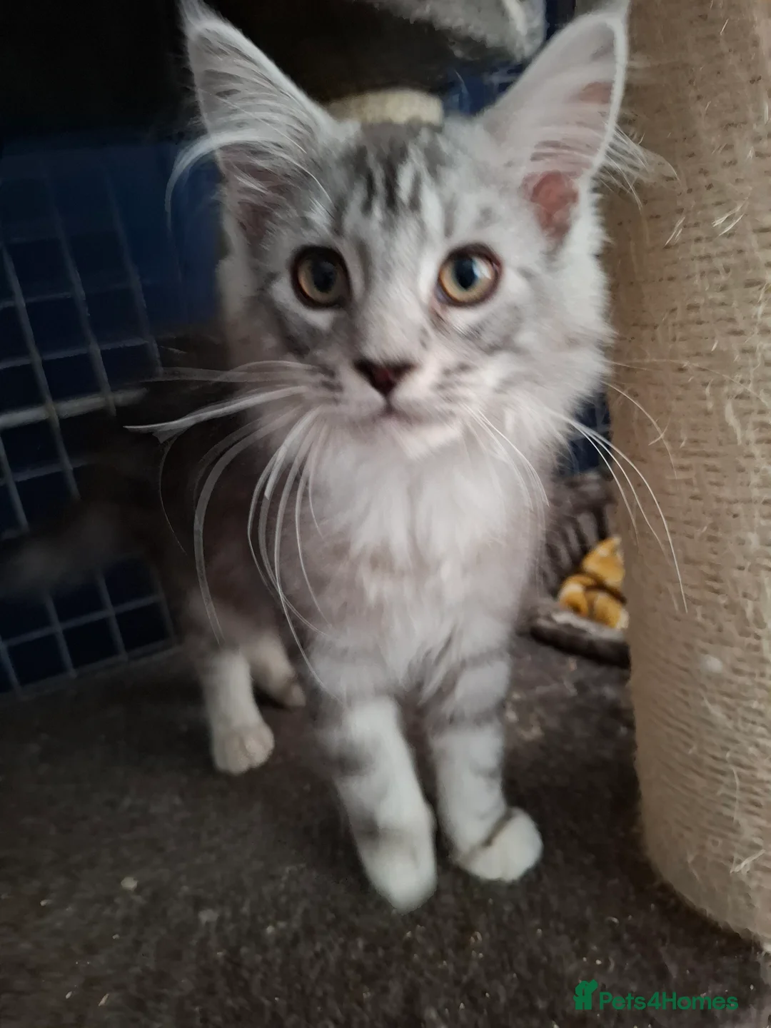 Maine Coon cats for sale: Mainecoon kittens male in Scunthorpe - Advert 2