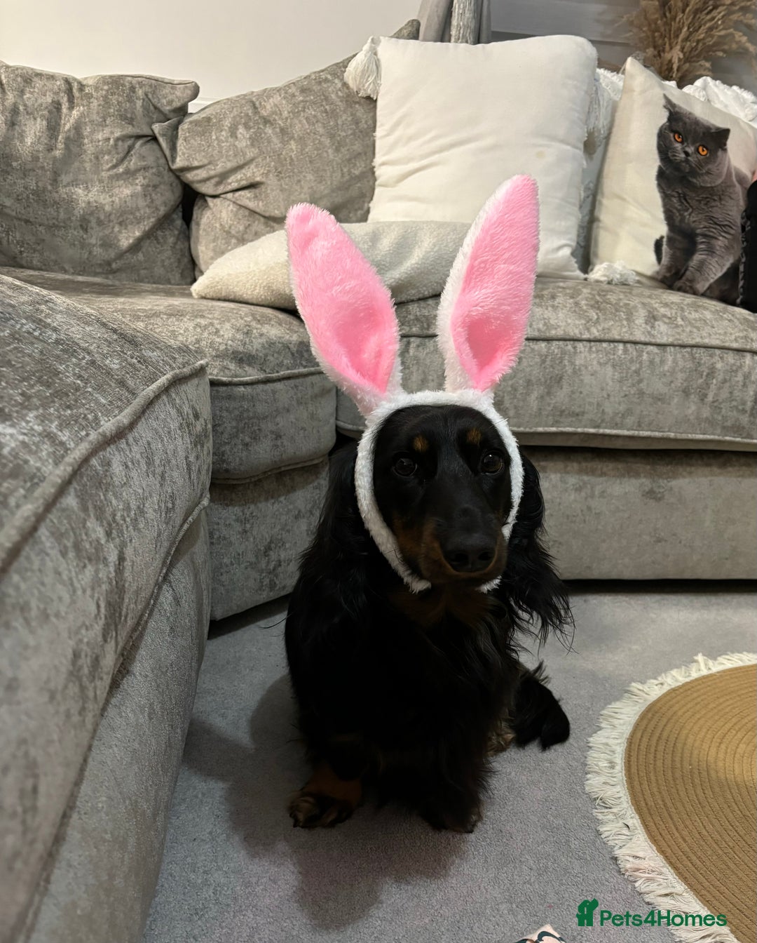 Miniature Dachshund dogs for sale:  long haired miniature dachshund male KC registere - Advert 17