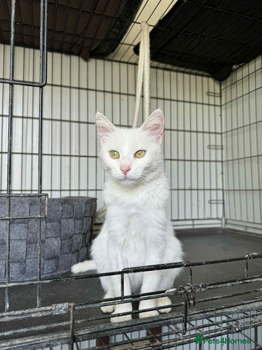 Mixed Breed cats for adoption: Charlotte - Norwich Norfolk   - Advert 7