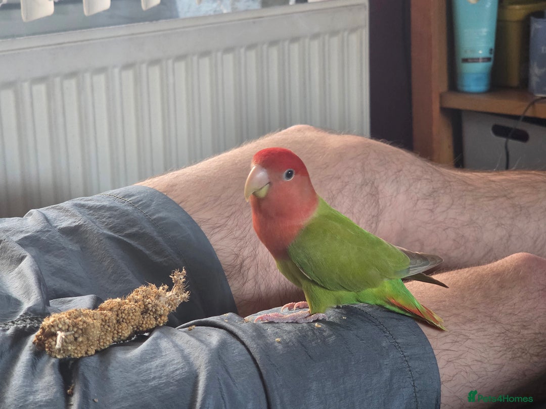 Lovebirds birds for sale: Unsexed lovebird - Advert 1