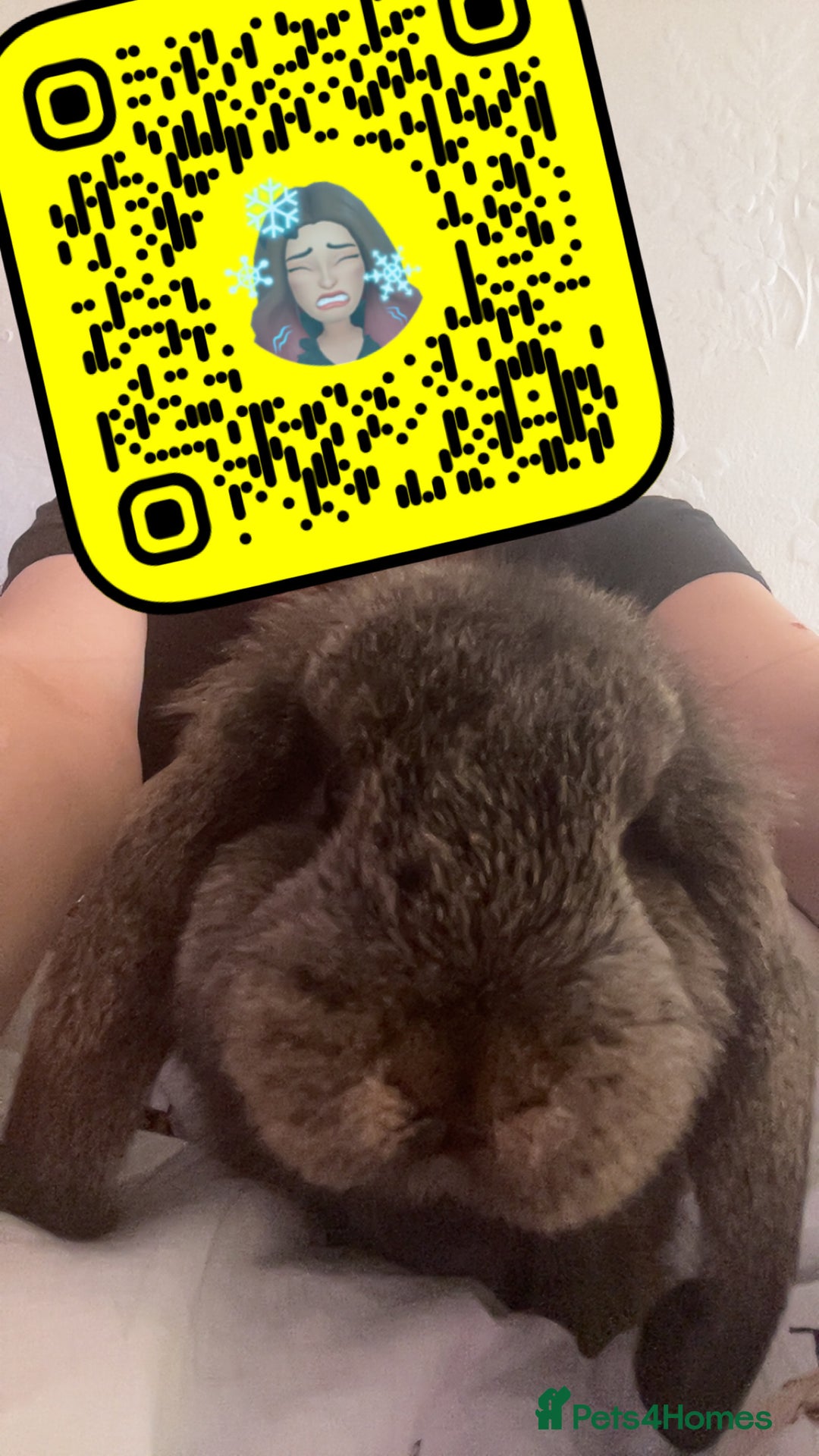 Mini Lop rabbits for sale: Mj and flop 💙 - Image 10