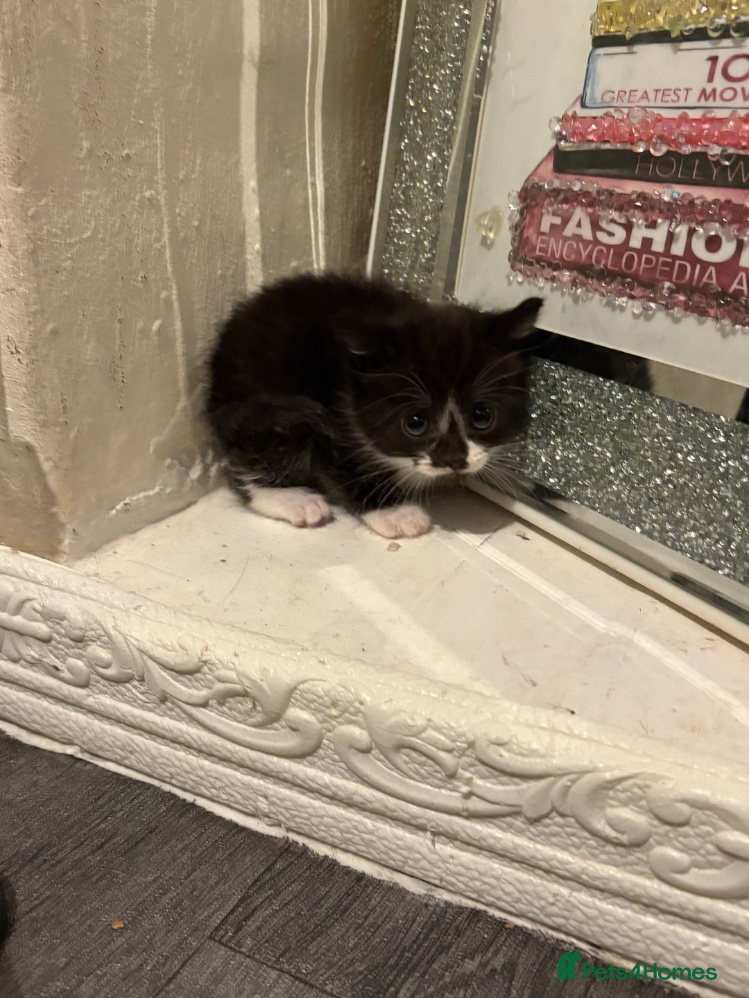 British Longhair cats for sale: british shorthair and longhair kittens for sale  - Advert 15