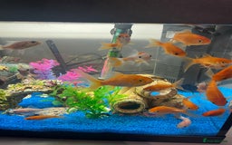 Goldfish fish for sale: Rehoming fish due to limited tank space - Image 2