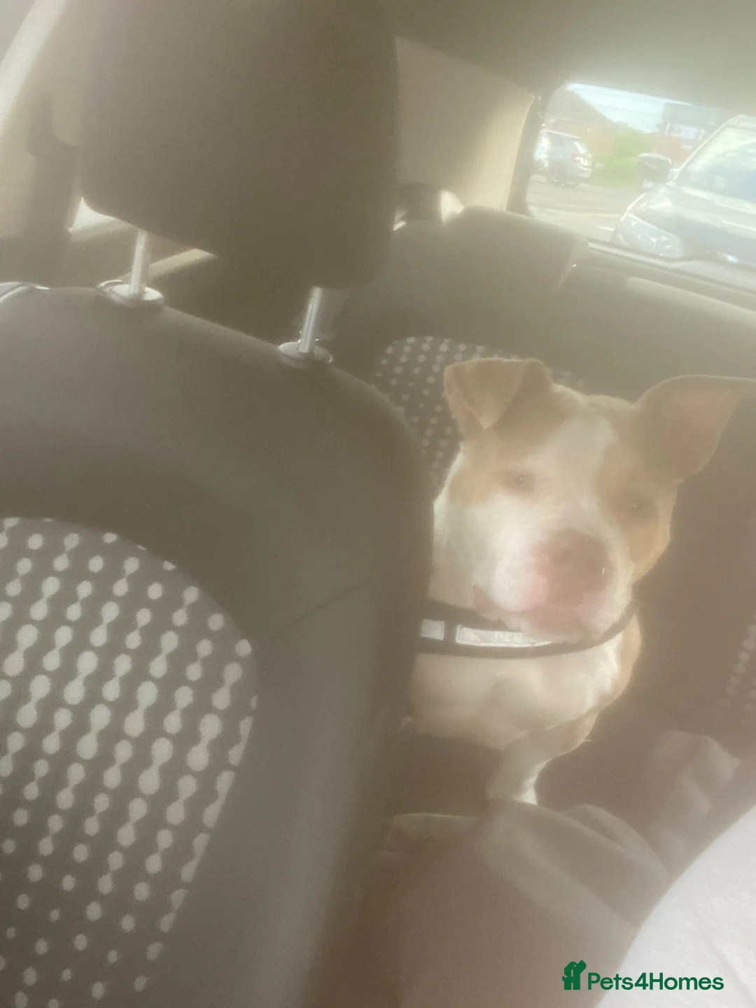 American Bully dogs for sale: American pocket bully in Stoke-on-Trent - Advert 6