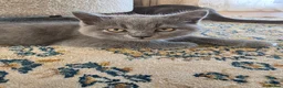British Shorthair cats for sale: Blue British Shorthair Kittens – 1 Male & 1 Female - Advert 10