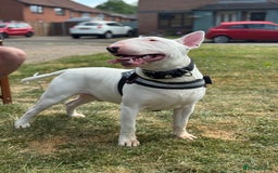 English Bull Terrier dogs for sale: Male English Bull Terrier  - Advert 4