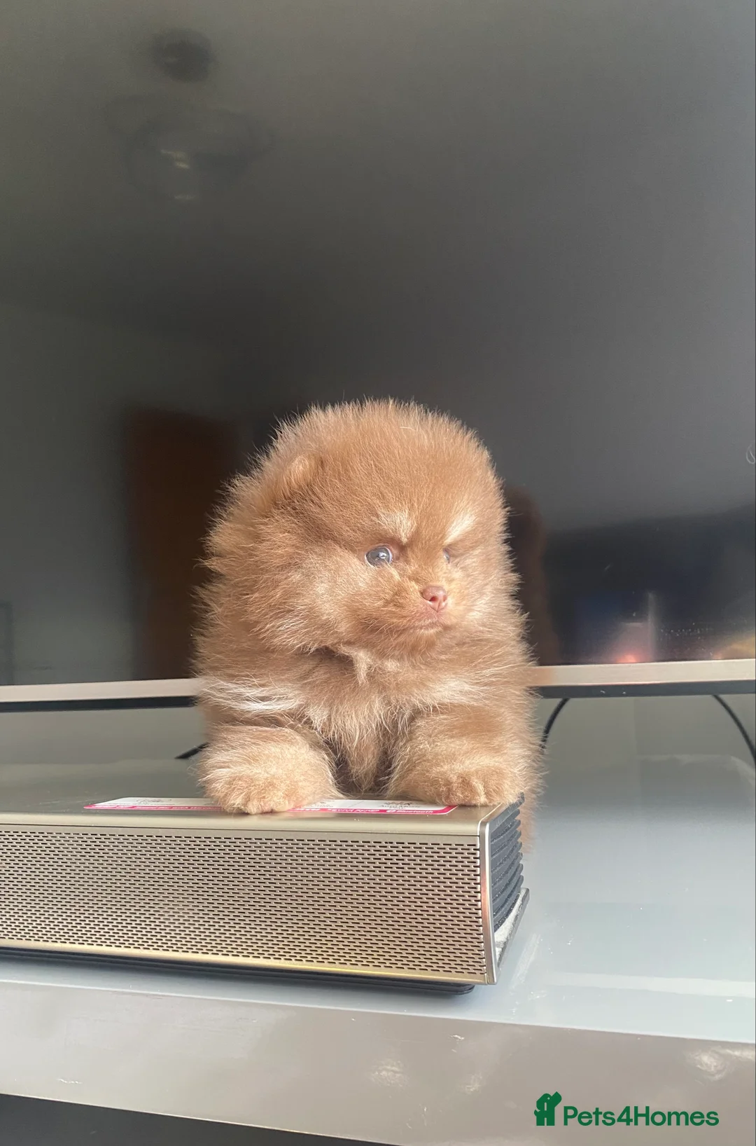 Pomeranian dogs for stud: 🏆 LOTS of champion lines, tiny teddy bear 🧸 in Leeds - Advert 25