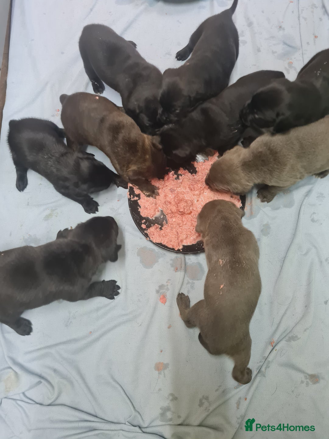 Mixed Breed dogs for sale: Presa canario - Advert 27