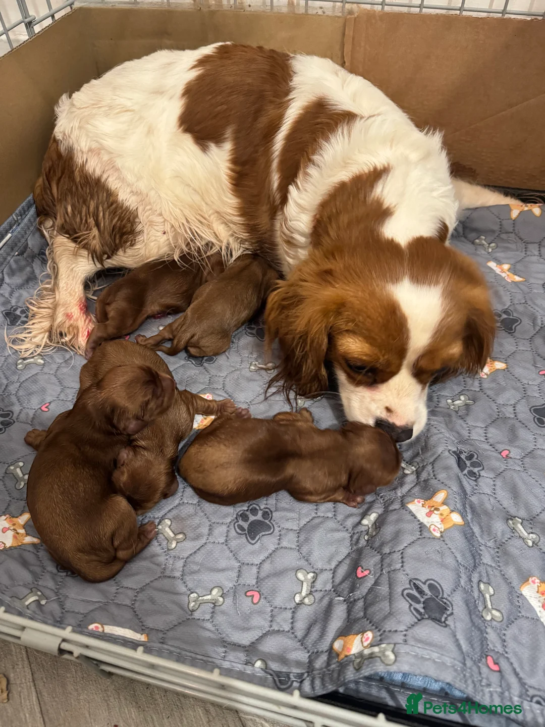 Cavalier King Charles Spaniel dogs for sale: Gorgeous Ruby Cavalier King Charles Spaniels 🩷💙 - Advert 5