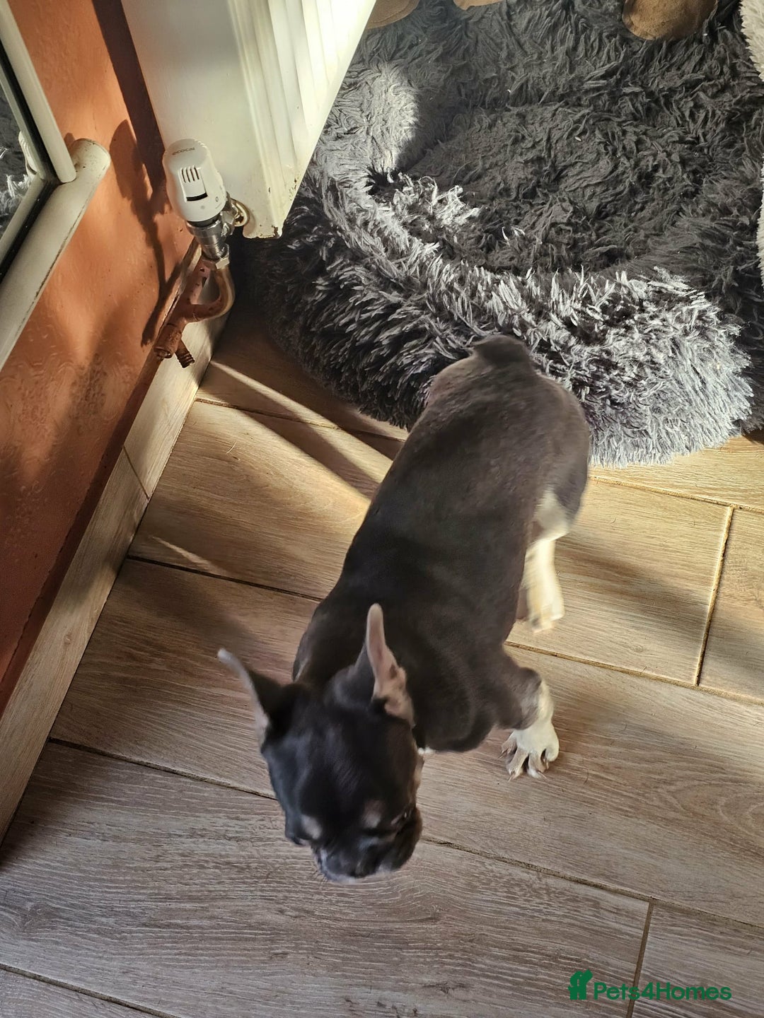 French Bulldog dogs for sale: 6 Month Old French Bulldog Looking for a Home - Advert 5