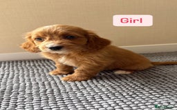 Cockapoo dogs for sale: 6 stunning cockapoo puppies  - Image 28