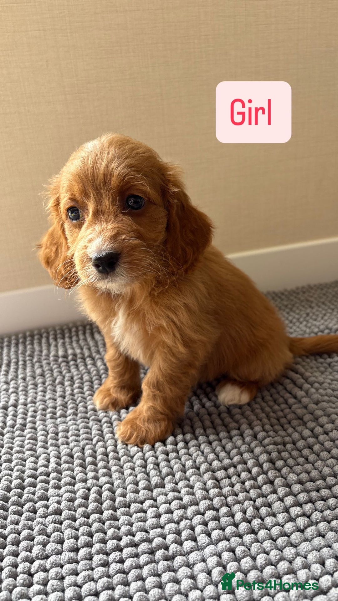 Cockapoo dogs for sale: 6 stunning cockapoo puppies  - Image 28
