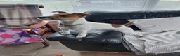Mixed Breed dogs for sale: Lakeland Russell Puppies for sale - Advert 8