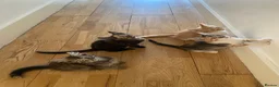 Mixed Breed cats for sale: Female kitten for sale in Norbury area in London - Advert 3