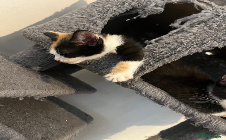 Domestic Shorthair cats - Advert 10