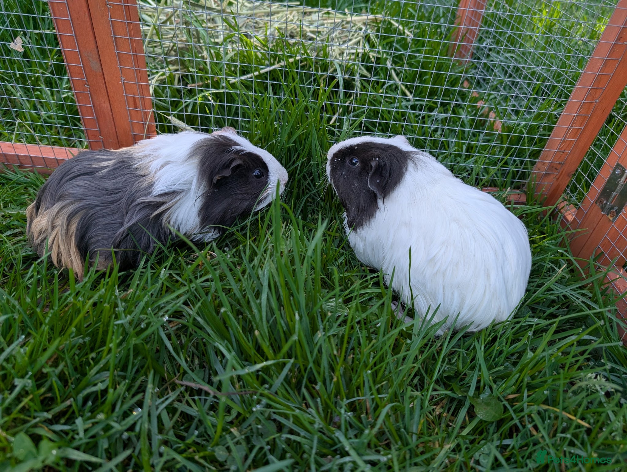 Guinea Pig rodents for sale: 2 Guinea pigs, together - Advert 1