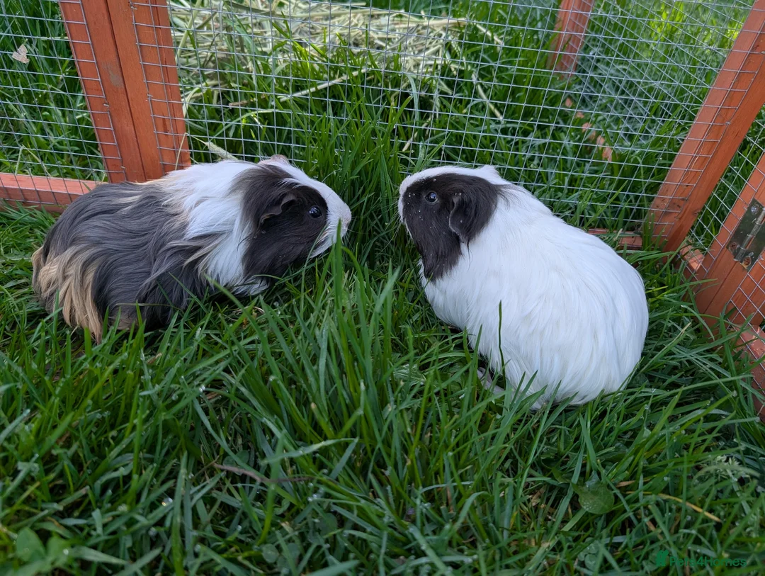 Guinea Pig rodents for sale: 2 Guinea pigs, together - Advert 1