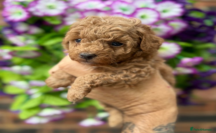 Toy Poodle dogs - Advert 16