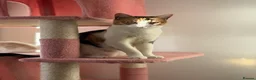 British Shorthair cats for sale: Beautiful Calico Female Cat Vaccinated  - Advert 11
