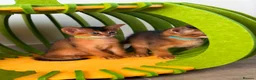 Abyssinian cats for sale: 🎖🏆🏅last 2 Abyssinian kittens  - Advert 11