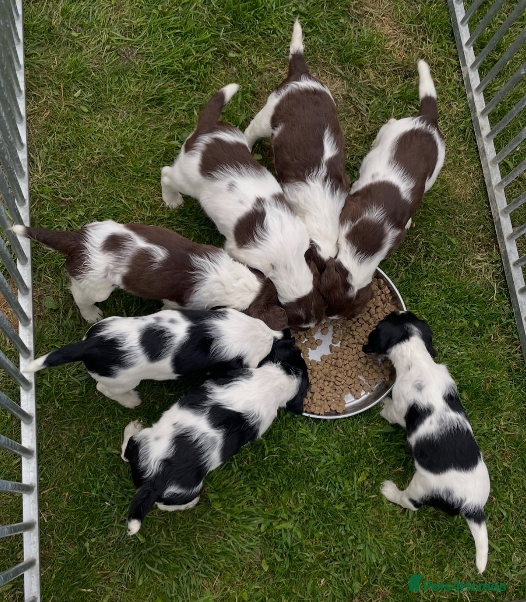 English Springer Spaniel dogs Exceptional KC Reg, ESS Pups, B/W & L/W - Advert 1