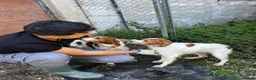 Brittany Spaniel dogs for adoption: Ula   in Consett - Advert 9