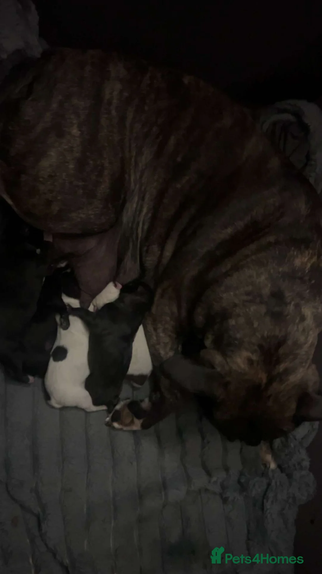 Staffordshire Bull Terrier dogs for sale: Pure staff in Egham - Advert 2