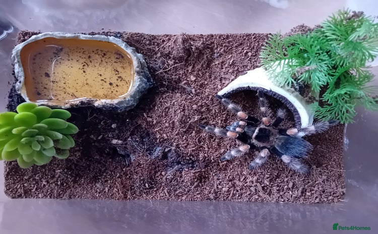 Tarantulas invertebrates for sale - Advert 2