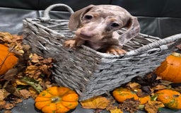 Miniature Dachshund dogs for sale: TRUE MINIATURE DASCHUND BABIES only 5 - Image 16