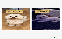 Maltipoo dogs for sale: Beautiful fluffy puppys - Image 9