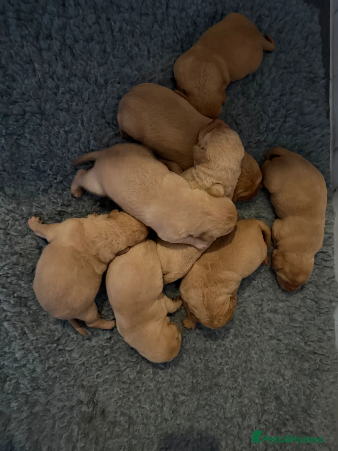 Labrador Retriever dogs for sale: Kc Reg Fox red Labradors - Advert 2